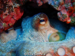 My Octopus! by Elia Correia 